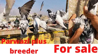 parwazi plus breeder Kabootar sale out.contact 03369810013  .#highflyer #kabutar