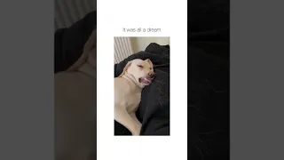 Dog had a bad dream 🥺😅 #shorts #funny #dog