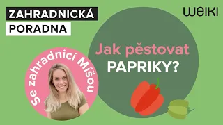 Jak zasadit a pěstovat papriky? To vám řekne zahradnice Míša Brabcová