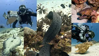 Mauritius Marine Life Extravaganza!