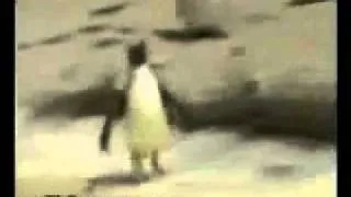 crazy penguin and lazy polar bear! Funniest thing ever.flv