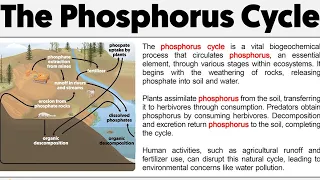 |12th Biology| Part-10|Chapter -14 Ecosystem and Energy Flow(Ecology)|Phosphorus Cycle| NCERT+Board|