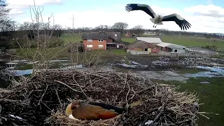 Nilgans im Nest eines Storchs~2023-03-11~Storchennest am Menkebach