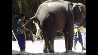 ПРИКОЛ со слоном!