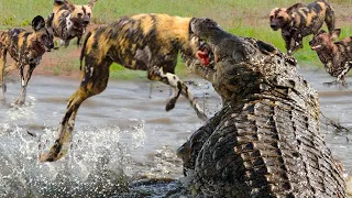 Crocodile Killing Wild Dogs To Steal Prey - Wild Dog Cries For Help Under The Crocodile's Jaws