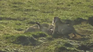 Lioness attacks her sisters cubs