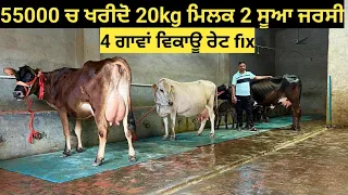 55000 ਚ ਖਰੀਦੋ#20kg ਮਿਲਕ 2 ਸੂਆ ਟੌਪਰ ਜਰਸੀ 2 ਜਰਸੀ 2 ਕ੍ਰੋਸ ਵੱਛੀਆਂ ਤਾਜ਼ੀ ਸੂਈ ਨਾਲ ਵੱਛੀ 4 ਦੰਦ for sale!!