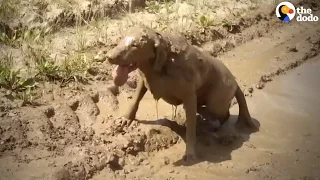 Dog Covers Himself In Mud | The Dodo