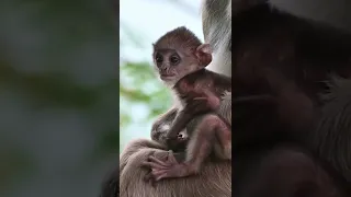 Детёныш гульмана / Grey Langur's baby