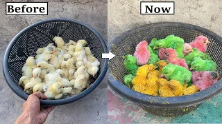 How to Color Market Chicks At home ? - Do different Colors To your Baby CHICKS