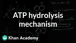 ATP hydrolysis mechanism | Energy and enzymes | Biology | Khan Academy