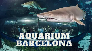 Unique fishes in Aquarium Barcelona, Spain | 4K