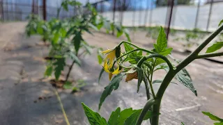 Tomatoes 2022 E5: Fertilizing Tomatoes Before Flower!