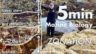 QUICK LESSON FROM A MARINE BIOLOGIST (Intertidal Zonation Rockpooling Lesson)