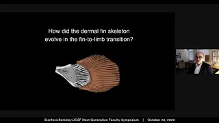 Fins, limbs, and the origin of morphological novelty