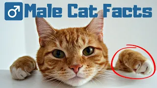 10 Amazing Facts About Male Cats