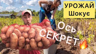 🇺🇦Картопля, як ГОЛОВИ❗️сусіди в ШОЦІ.Ось секрет- ЧОМУ❓