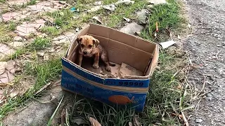 Sick Puppy with no longer healthy abandoned in a cardboard box on the street , I adopted him