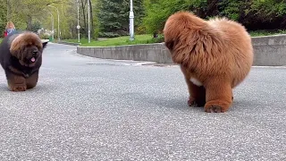 Tibetan mastiff puppies.