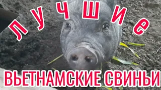 ЖИЗНЬ В ДЕРЕВНЕ/НИКОГО НЕ СЛУШАЙТЕ ЛУЧШИЕ СВИНЬИ ЭТО ВЬЕТНАМСКИЕ...