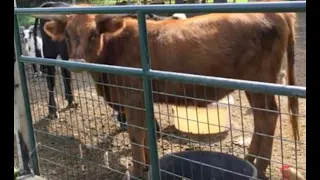 Update on our cows! (Help us name our bison bull!)