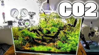 Optimizing Your CO2 | Surface Scum & Light CO2 Relationship | Aquascaping