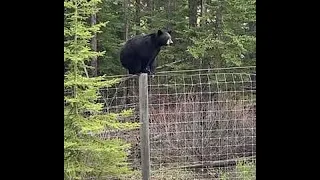 Young Black Bear Finds It's Way Over Fence || ViralHog