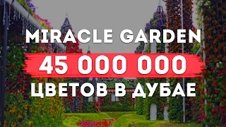 Отдых в Дубае: Парк цветов в Дубае: Miracle Garden 45 000 000 цветов в Дубае