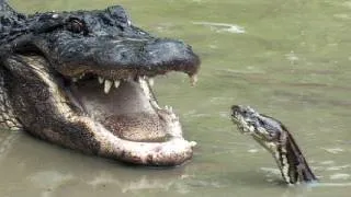 Python vs Alligator 06 -- Real Fight -- Python attacks Alligator