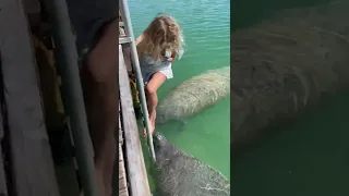 manatees came to say hi