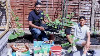 How To Fertilize Vegetable Garden - Planting Deshi vegetables in uk 2022