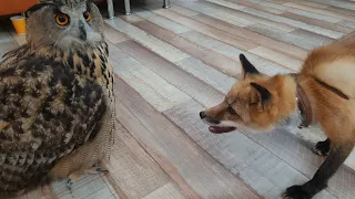 Yoll the eagle owl on the film set for a broadcast in Ostnkino