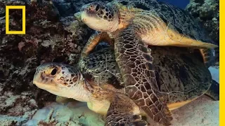 New Caledonia: The Coral Garden | National Geographic