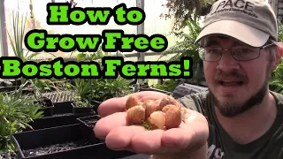 How to Grow Beautiful Boston Ferns for Little to No Cost!