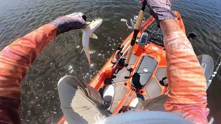 Crystal River Kayak Fishing The Nature Coast - Ozello, Florida and The Summertime Blues