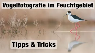 Vogelfotografie im Feuchtgebiet - Stelzenläufer, Rotflügel-Brachschwalben, etc. (Tipps und Tricks)