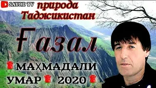 махмадали умар газал.#супер.