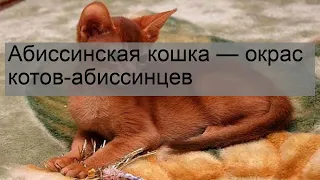 Абиссинская кошка — окрас котов-абиссинцев