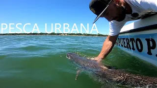 Pesca de GRANDES PECES en Itá Ibaté, Corrientes. PESCA URBANA 2021, Pousadas PUERTO PARAÍSO