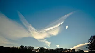 Ангелы - птицы... Памяти ушедших детей посвящается....