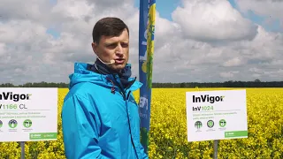 Kurią žieminių InVigor® rapsų veislę pasirinkti? (VIDEOMOKYMAI) iš lauko dienos