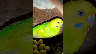 Budgies Breeding Progress 😍|#budgies #budgiesparrotbreeding #ytshorts #trending #reels #viral #pets