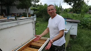 Тихая смена пчелиной матки | Проблема или нет?