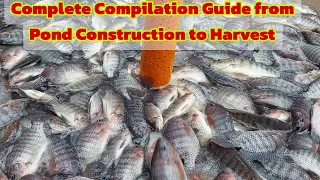 How to Start Biofloc Technology in Tilapia |Complete Guide from Pond Construction to Harvest