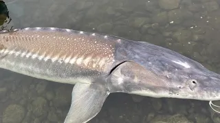 Catching a 400+ Pound Monster Sturgeon Bank Fishing!