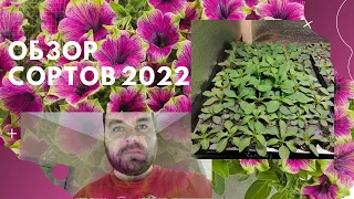 Обзор сортов 2022 | вегетативные петунии