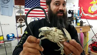 How to rig blue Crab for Monster Drum fishing and better hook up ratios most satisfying most calming
