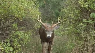 Secrets Revealed About Buck Dispersal - Deer Hunting