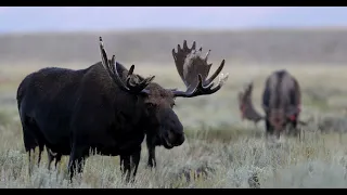 Bull Moose Rut/Best of 2023-Wildlife Photography-Jackson Hole/Grand Tetons/Yellowstone Park