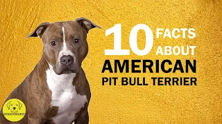 Top 10 Facts about American Pit Bull Terrier